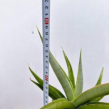現品　サンスベリア　バイビット　子株　希少　珍しい　ビザルプランツ　観葉植物 Amazon.co.jp: 現物販売 サンスベリア バイビット 珍しい